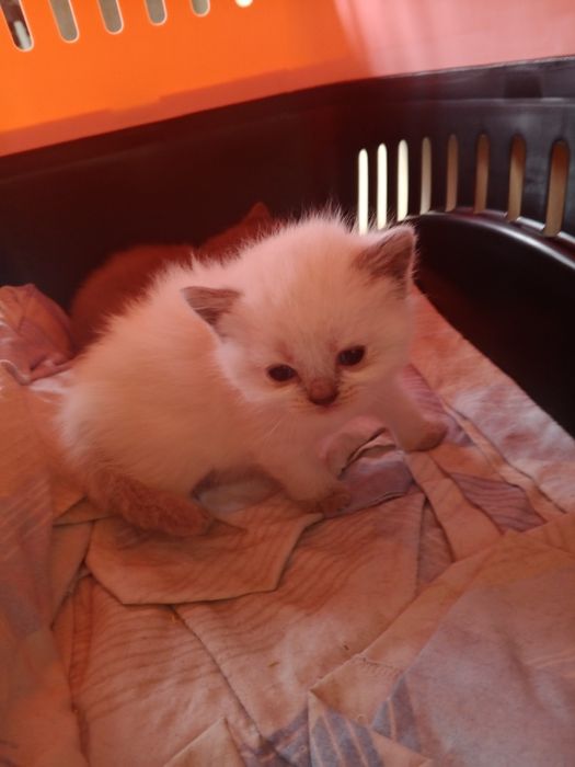 Продам прямовуху кішечку шотландської породи сірого окрасу