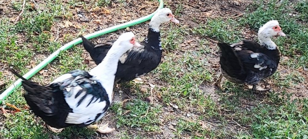 Ovos de pata caseiros