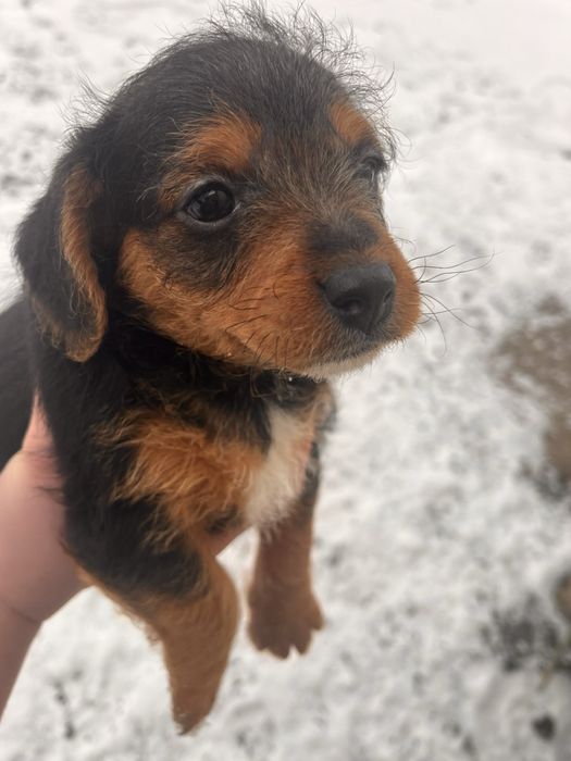 Цуценята в добрі руки