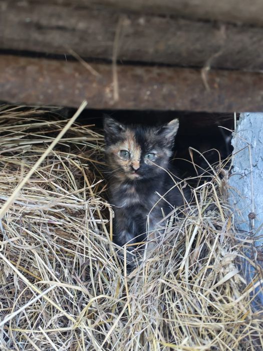 Кошенята шукають родину