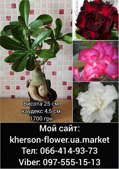 Адениум привитый белый махровый