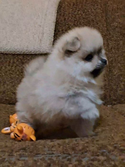 Кремовый мальчик