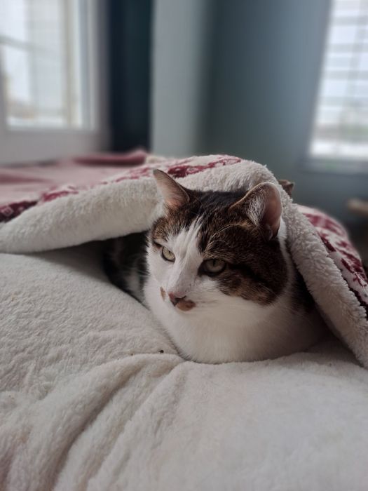 Котик безкоштовно