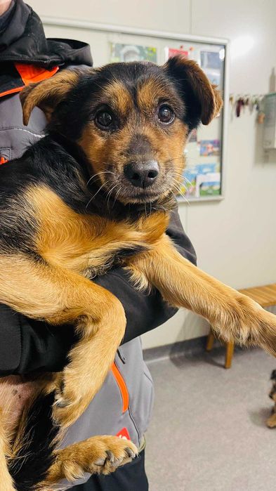 Psary / Grodków znaleziono pieska, szukamy właściciela!