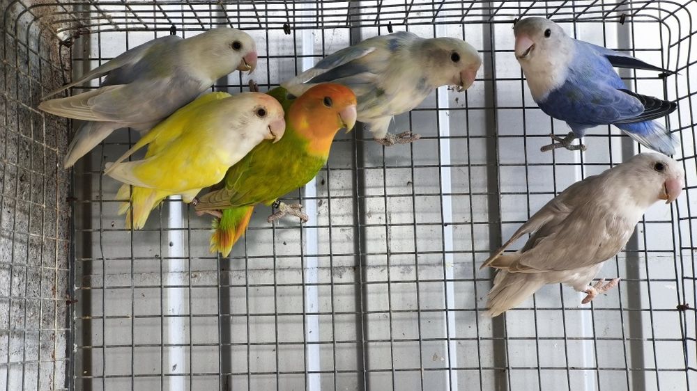 Agapornis roseicollis