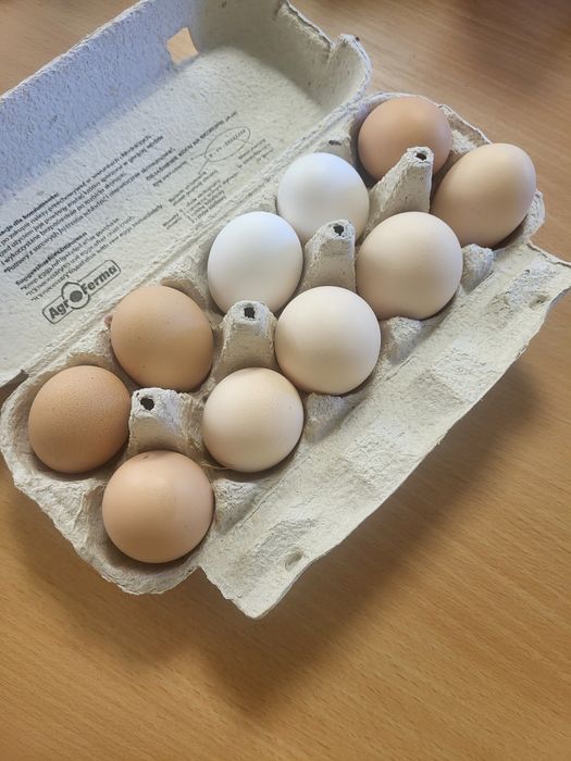 Jaja konsumpcyjne od kur z wolnego wybiegu