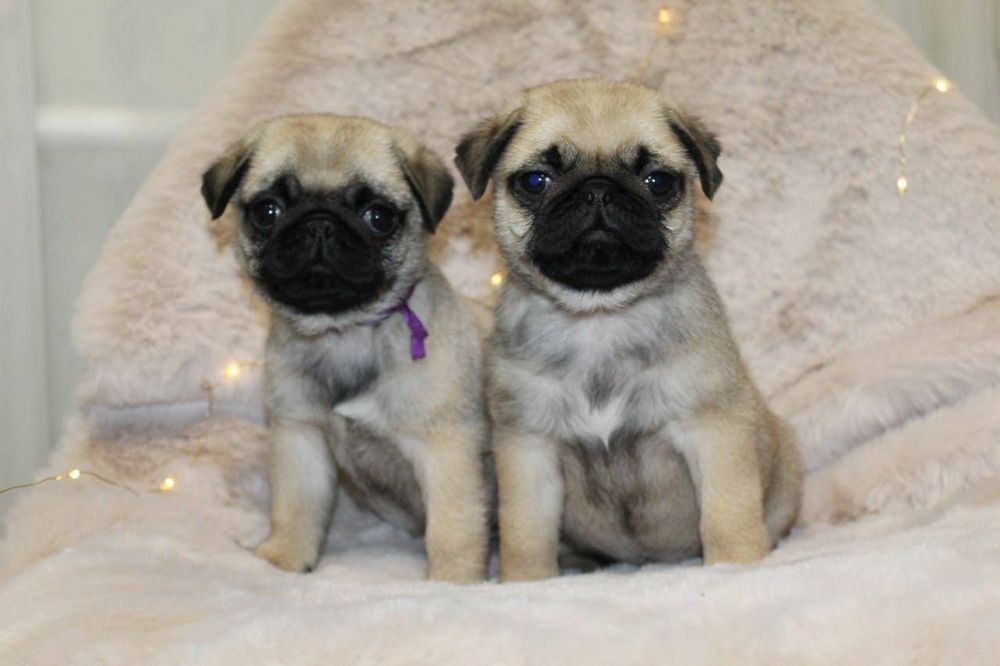 Бомбезні мопсики