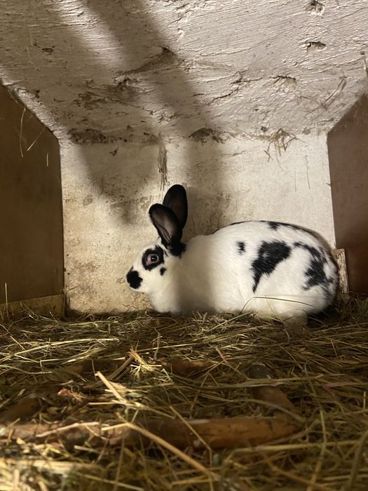 Кролі, кролики, самки