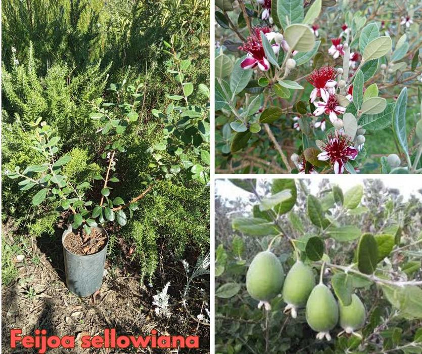 Feijoa sellowiana - Feijoa