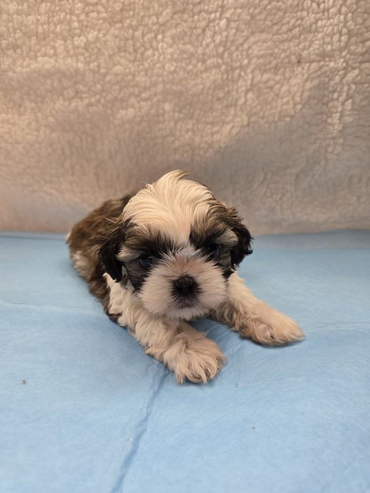 Śliczny piesek Shit Tzu