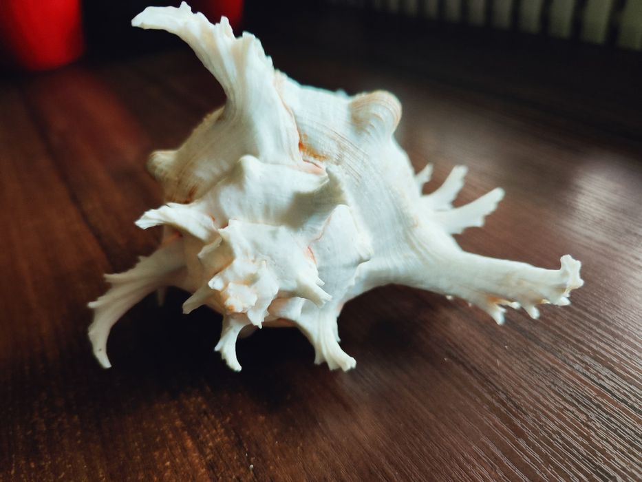 Велика колекційна морська мушля Chicoreus Ramosus (Гіллястий чикореус)