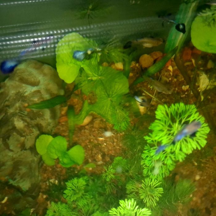 Gupiki Blu Dragon