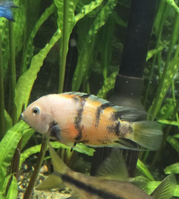 Sprzedam lub zamienię młode pielegnice zebry marble