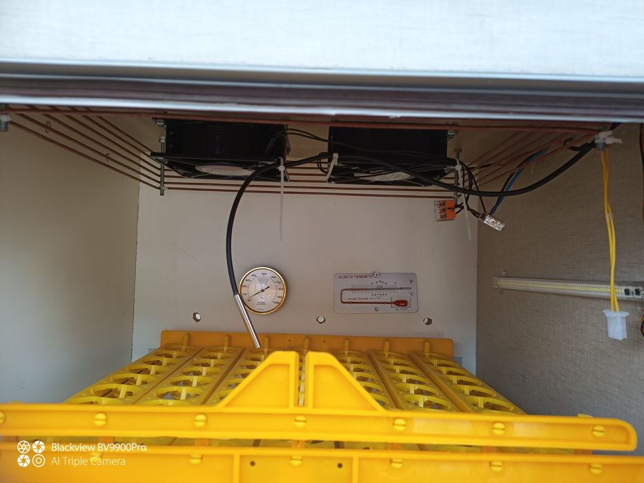 Chocadeira de ovos de galinha