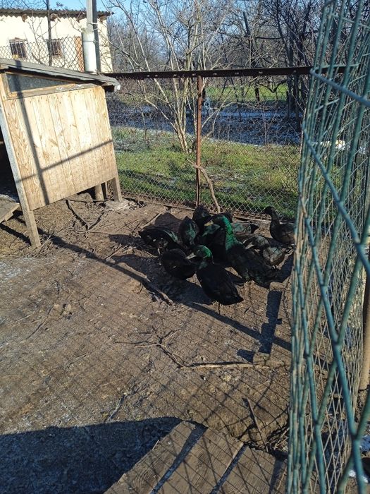 Продам. Инкубационные яйца утки каюга.