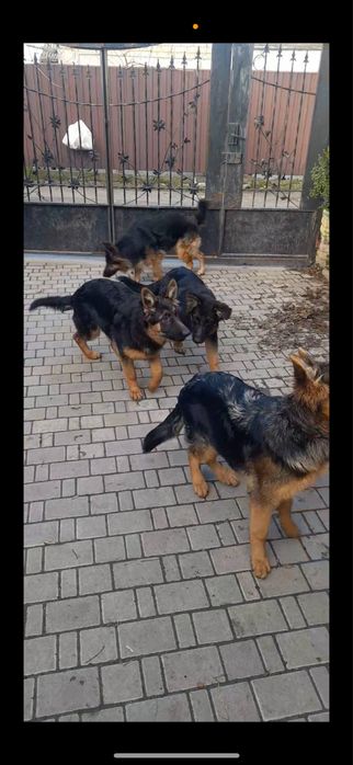 Продам цуценят німецької вівчарки