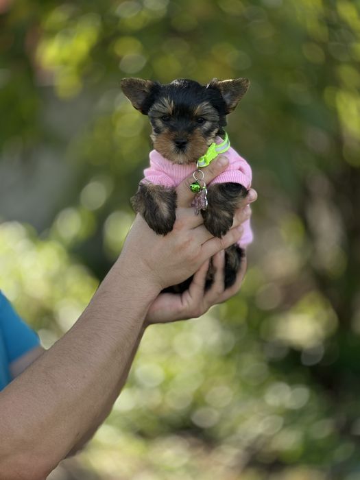 Йорки з документами — здорові та доглянуті