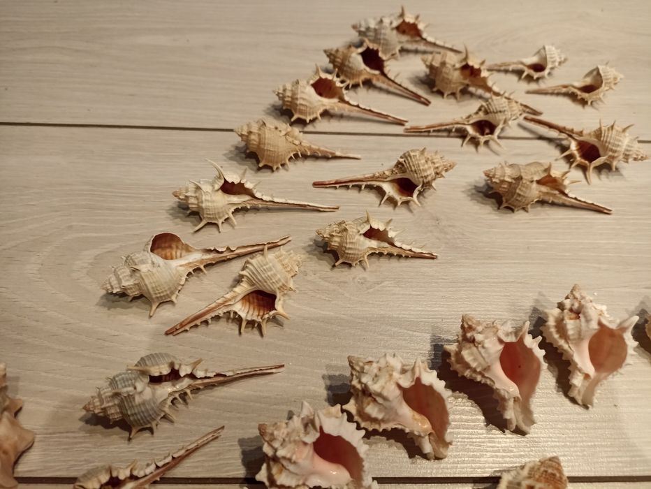 Ракушки ракушки рапан