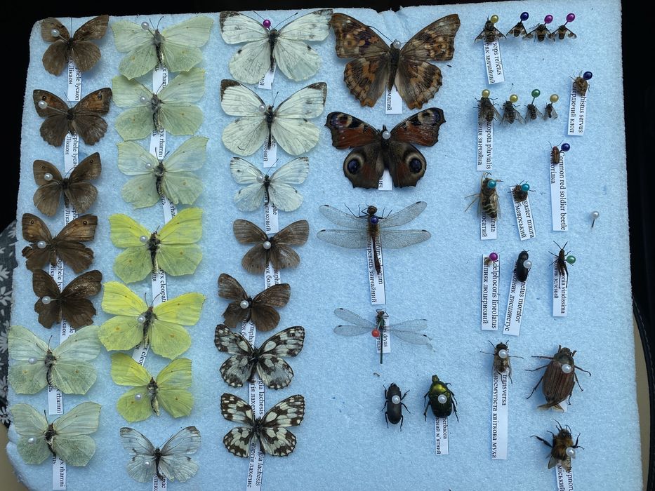 Поодам комах, метеликів, жуків