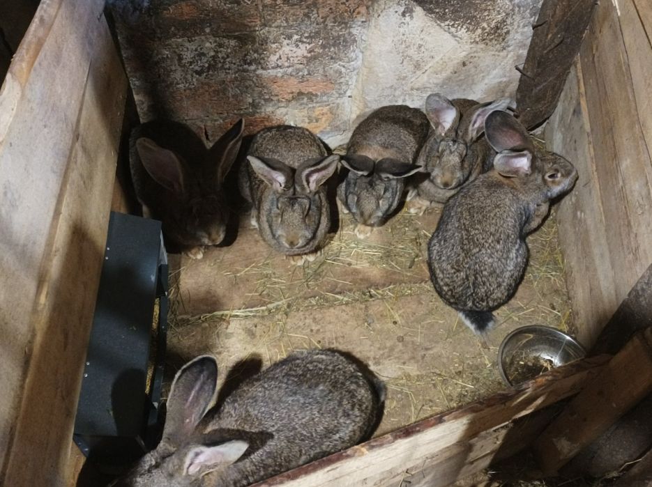 Кролі, самовивіз