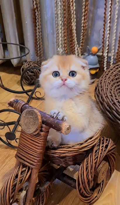 Хлопчик золота шиншила