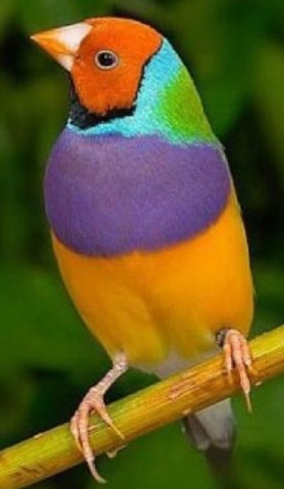 Diamante de gould aves exóticos