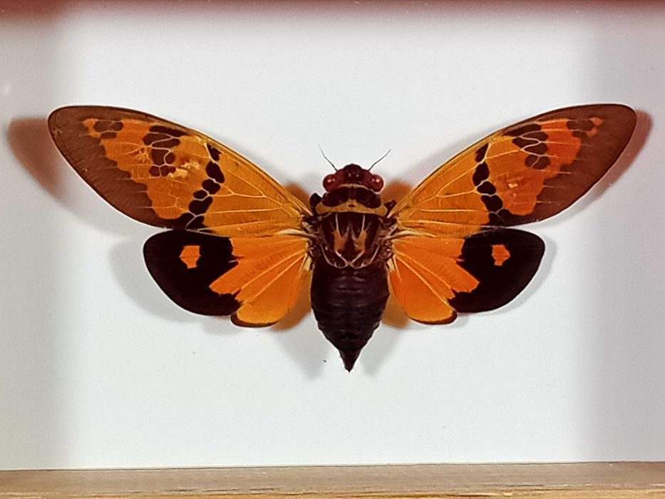 Cykada w ramce 12 x 8 cm . Gaeana festiva 75 mm .