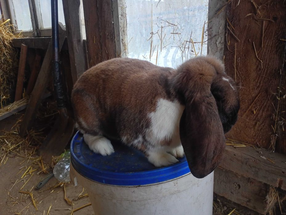 Baran francuski madagaskarowy srokacz