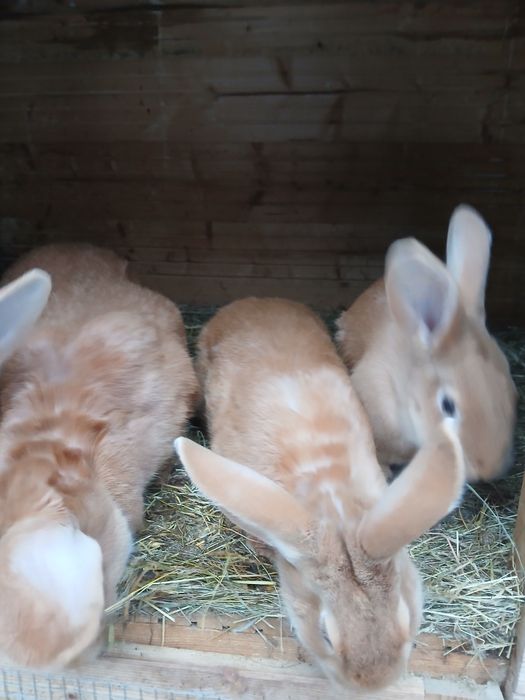 Witam posiadam na sprzedarz burgundy samce i samice