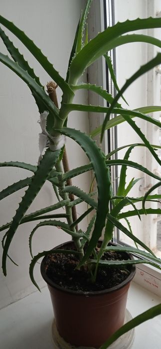 Алое лекарственный