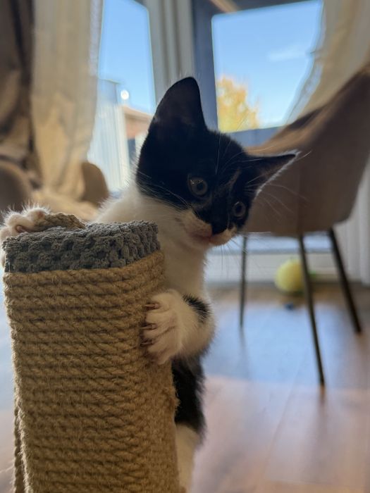 Віддам у добрі руки кошенят
