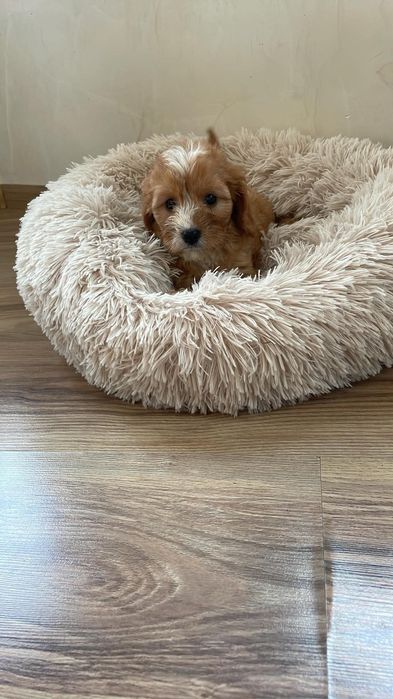 Cavapoo suczka gotowa do odbioru