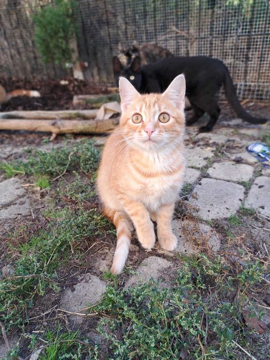 Enzo poleca się do adopcji!