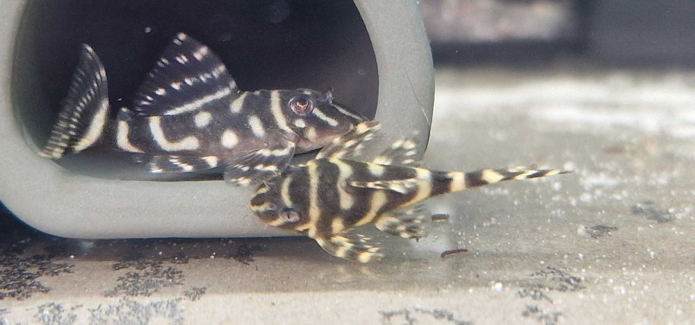 Zbrojnik Hypancistrus L333 Glonojad 3+ cm.