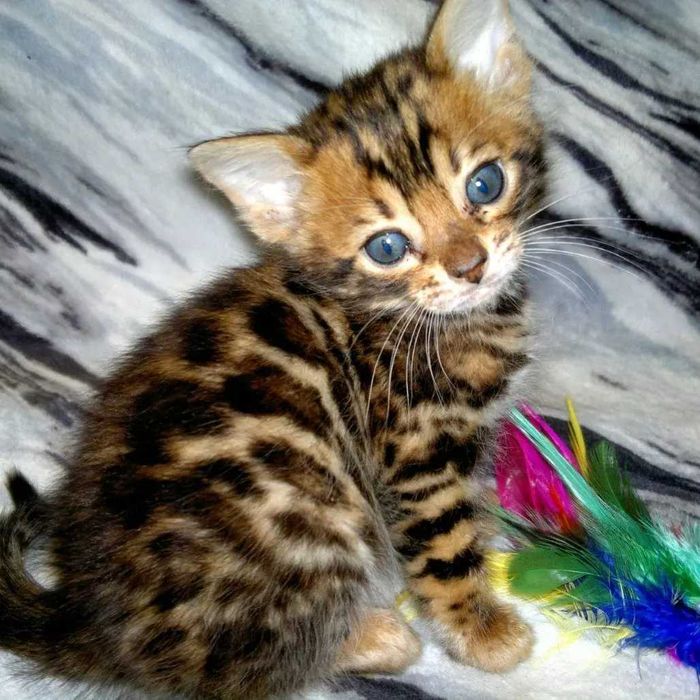 Шикарні бенгальські кошенятка. Всі BENn24 розетка на золоті