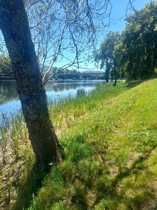 Faço pequenos serviços de jardim   e limpeza de terrenos