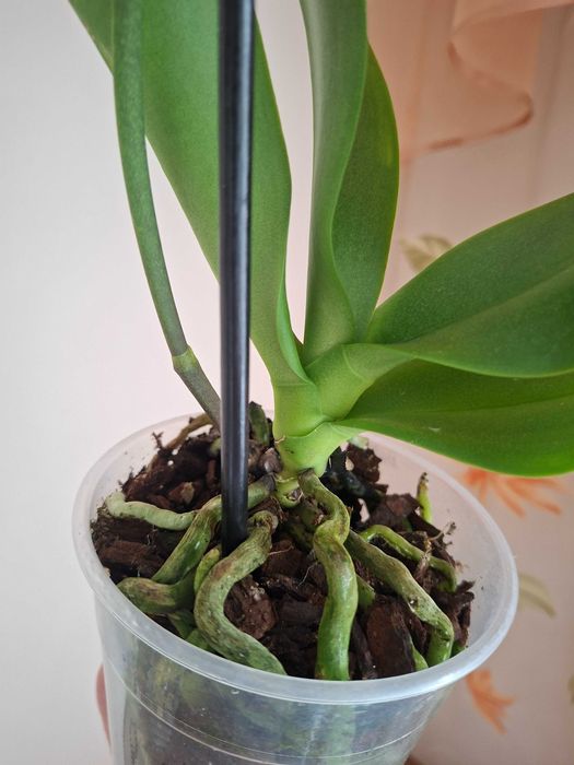 Фаленопсіс ambiance орхідея мультіфлора