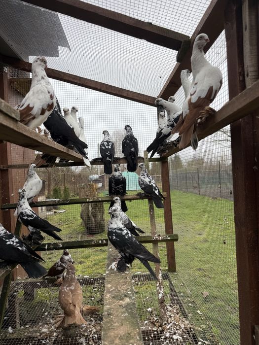 Golebie ozdobne winerki motyle wiedyny