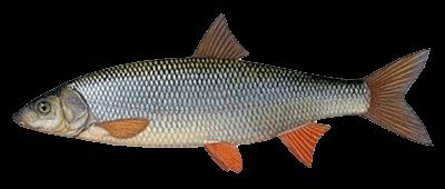 Świnka pstrąg stawowy sandacz karp sazan