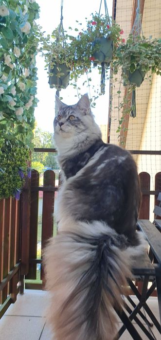 Czarne sreberka z białym tygrysiopręgowane z rodowodem FPL