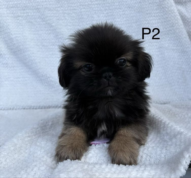 Pekińczyk suczka