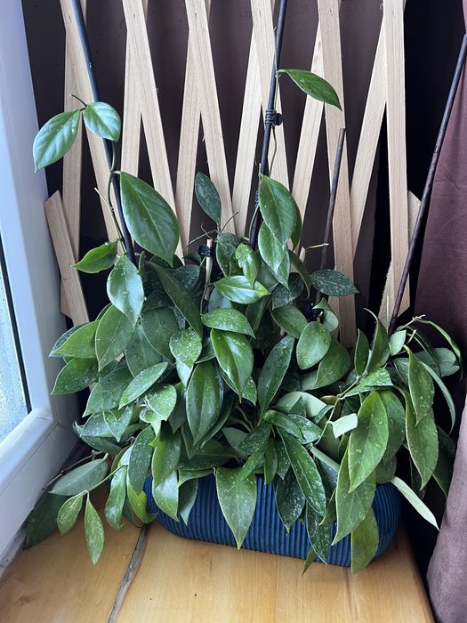 Хойя санрайз, грациліс, алоказія ніндзя, Епіфілум  ангулігер