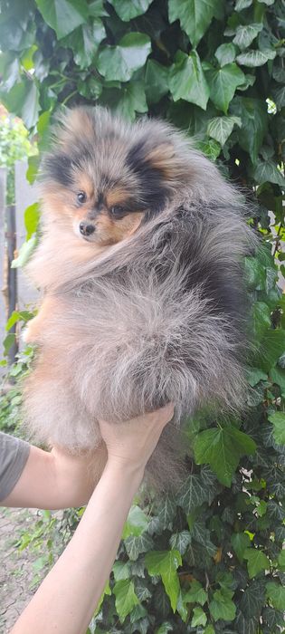 Вязка Мальчик Померанец