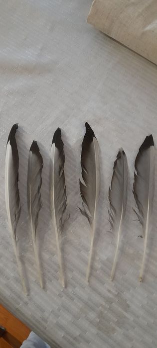 Pióra naturalne 6szt