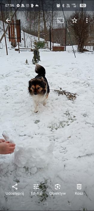 Szukamy naszego pieska, Wafla