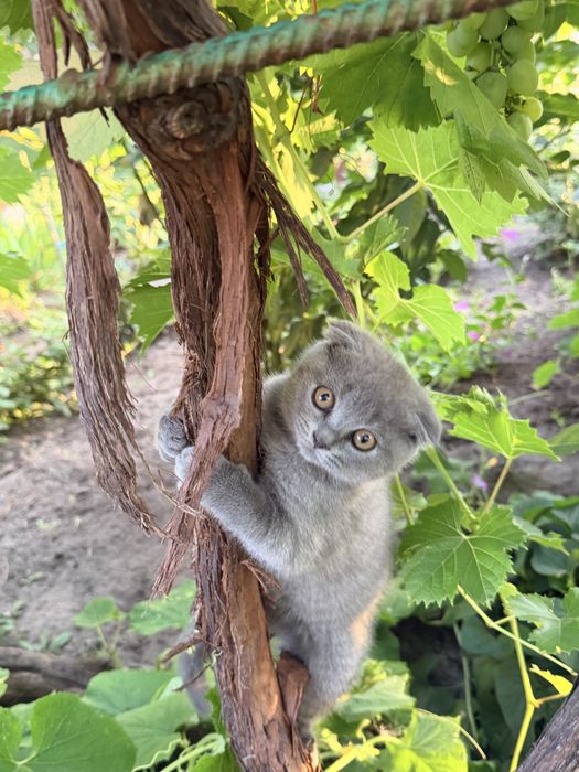 Британські кошенята