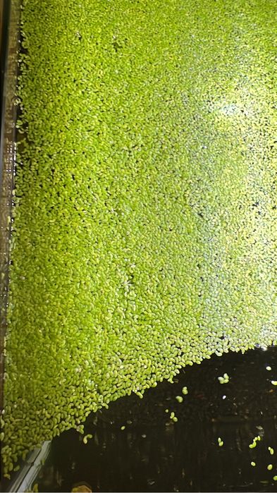 Lentilhas de água - lemna minor planta aquatica