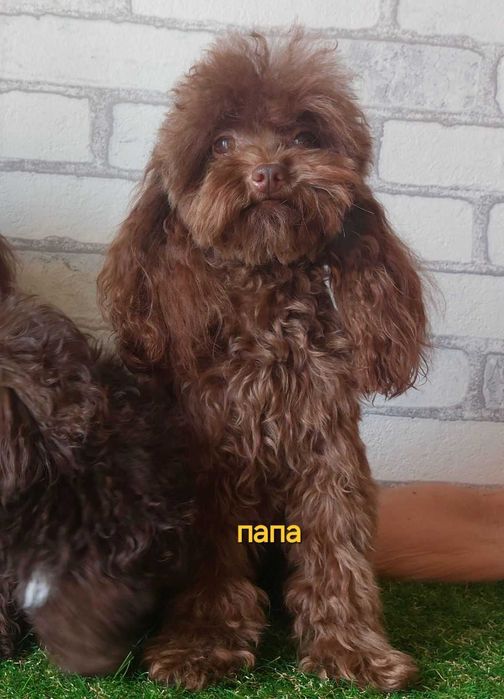 мраморная (Мерле) Девочка пудель