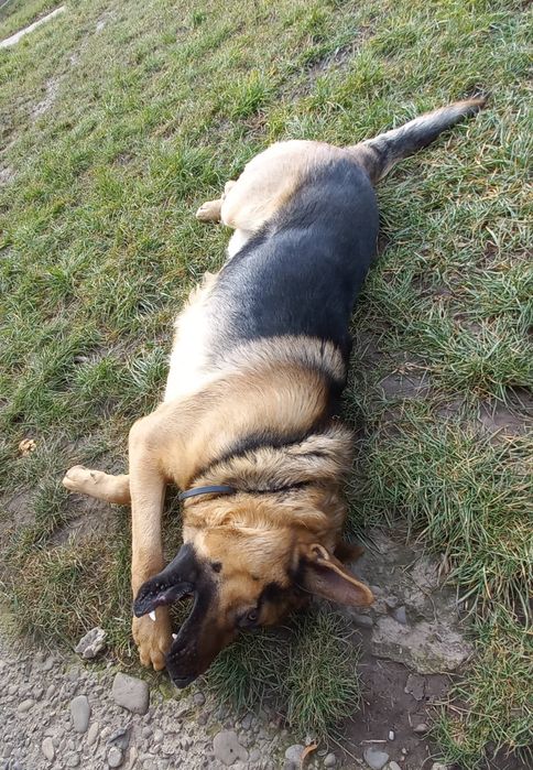 Німецька вівчарка, в'язка