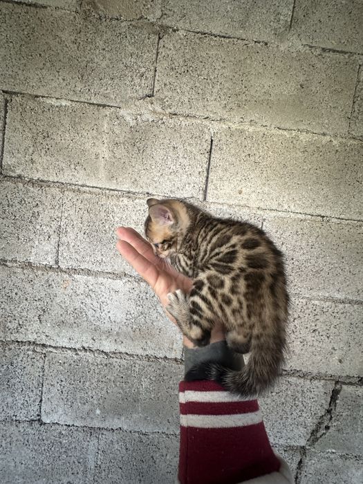 Gatinho Bengal  menino/menina